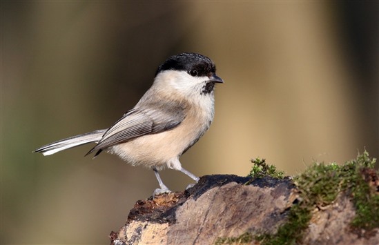 Willow tit. Image by Ian Butler (rspb-images.com)