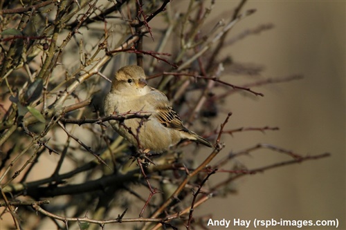 Female house sparrow amongst branches