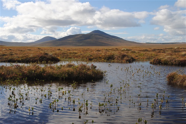 Forsinard Flows Nature Reserve with a pool in the foreground, peat bog and mountain in the background