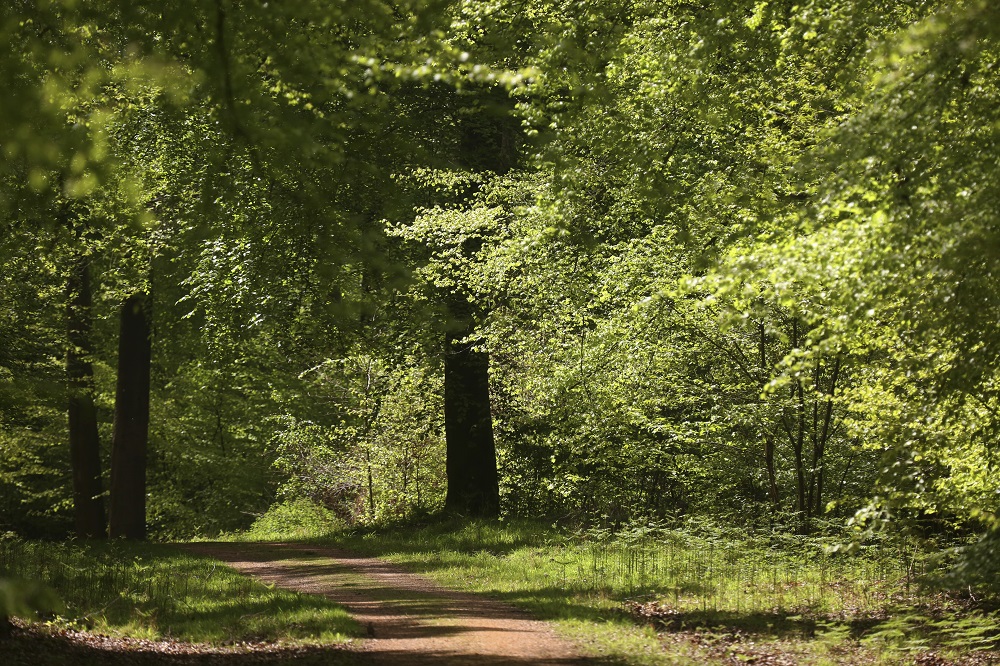 A path leads under deciduous woodland where the leaves are green with summer growth