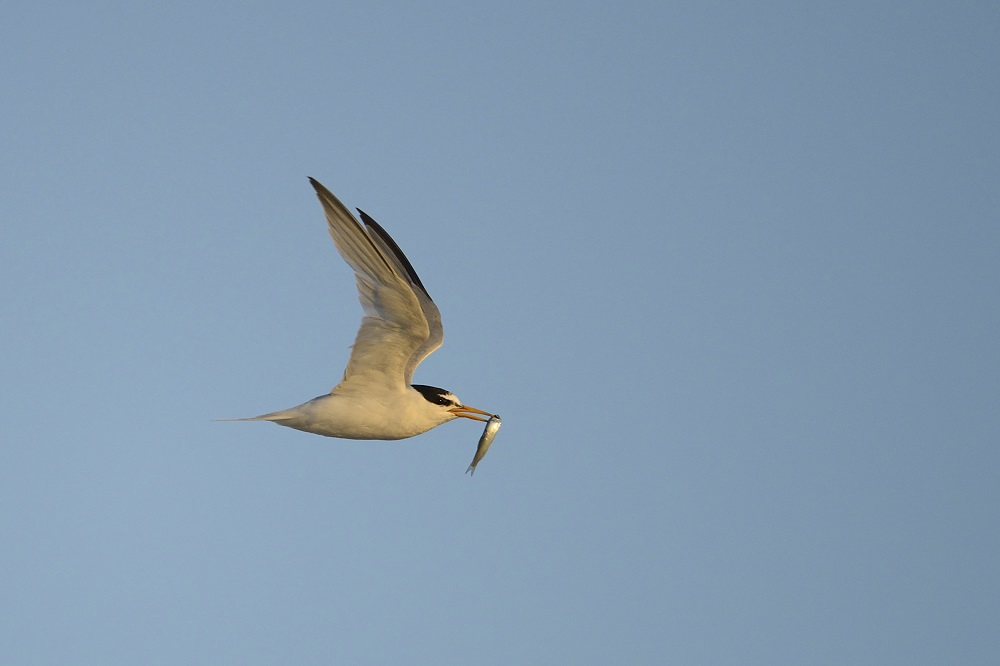 Little tern flying through the sky with a small fish in its beak