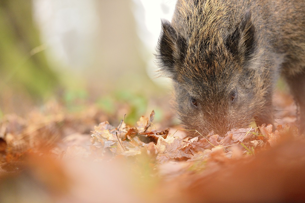 A wild boar pushes its snout amongst autumn leaves on the ground at it forages in the Forest of Dean