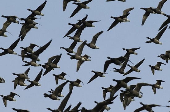 Flock of Brent Geese flying through the sky