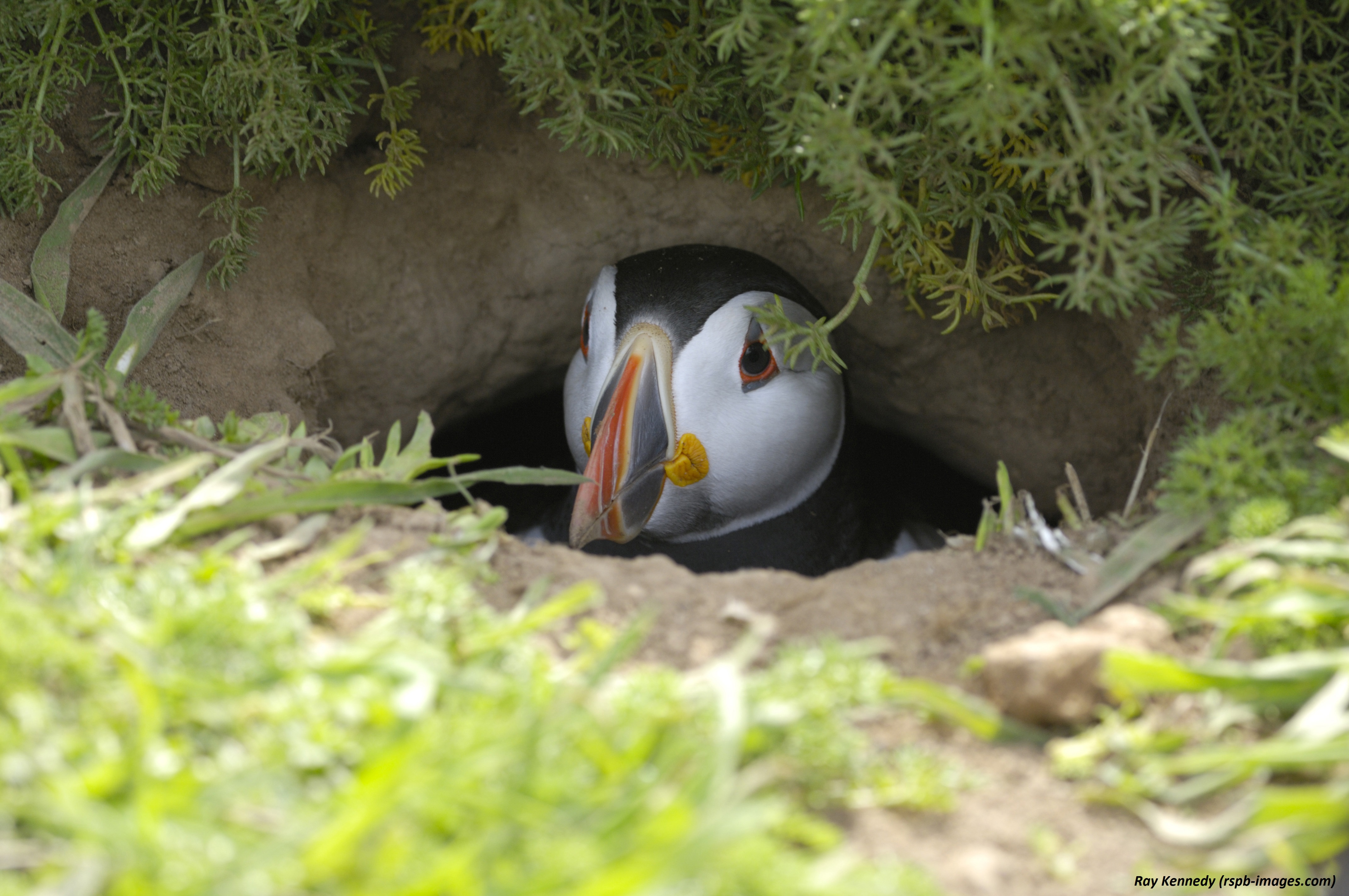 5023.Puffin-in-burrow.jpg