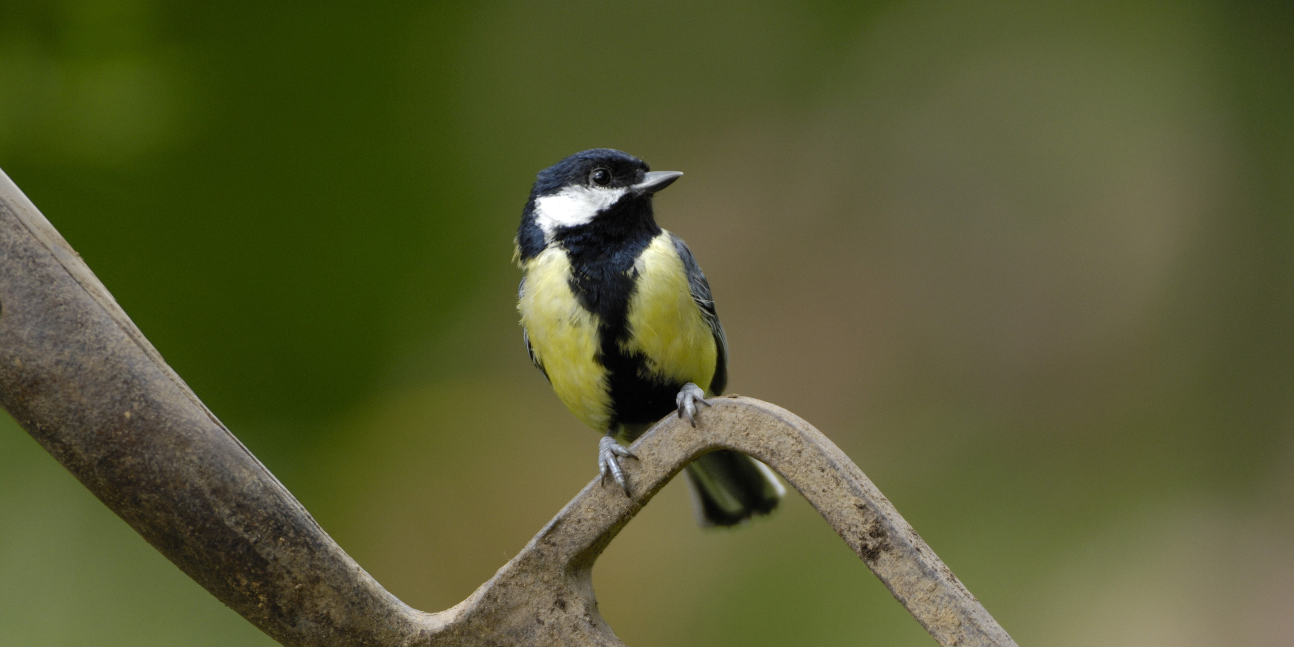 Five facts about Great Tits - Scottish Nature Notes - Our work - The RSPB  Community