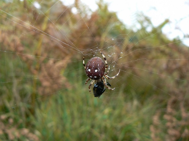 Chestnut brown four spotted orb-web spider