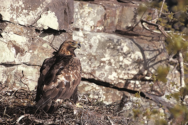 Golden eagle - Chris Gomersall (rspb-images.com)
