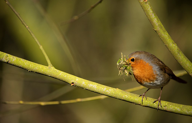 Robin with nesting material - Ben Andrew (rspb-images.com)