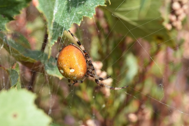 Golden pumpkin coloured four spotted orb-web spider 