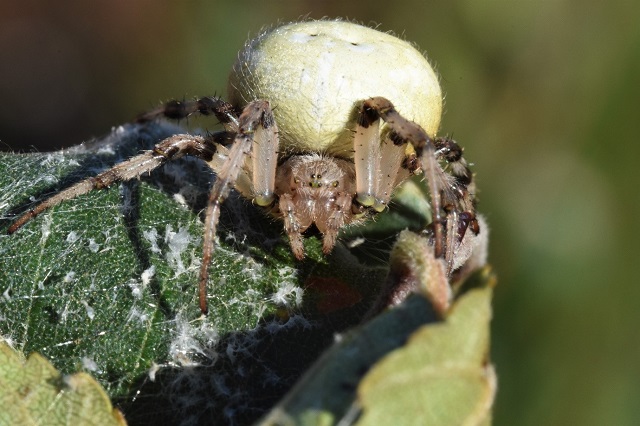 Creamy white four spotted orb-web spider 