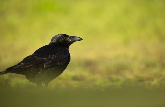 Carrion crow drinking from a small pool of water – Ben Andrew (rspb-images.com) 