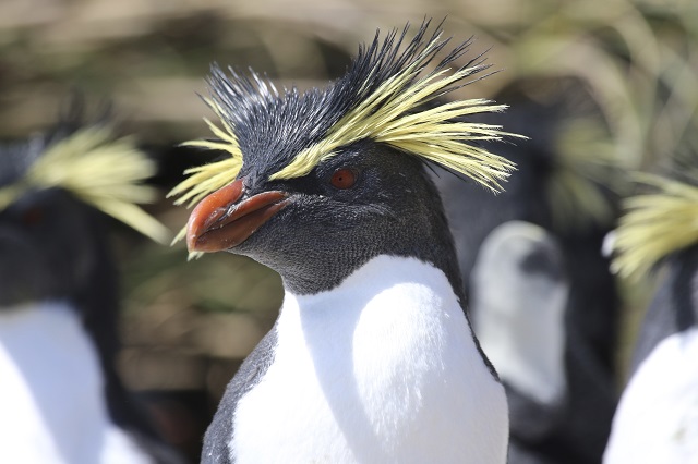 Northern rockhopper penguin - Andy Schofield (rspb-images.com)