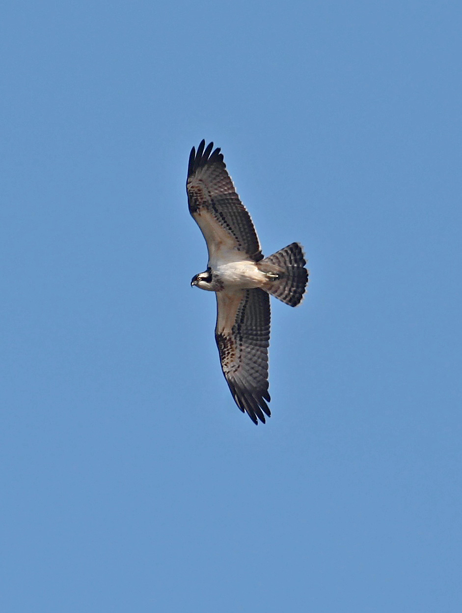 osprey bird sound