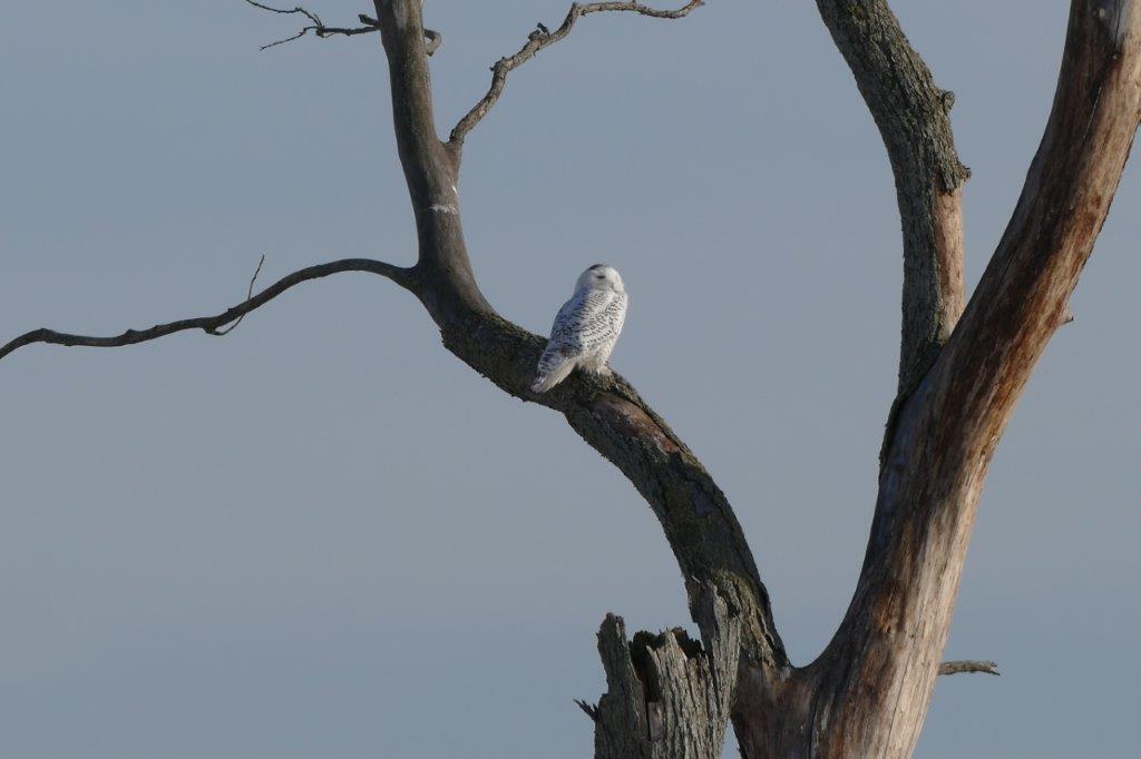 snowy owl