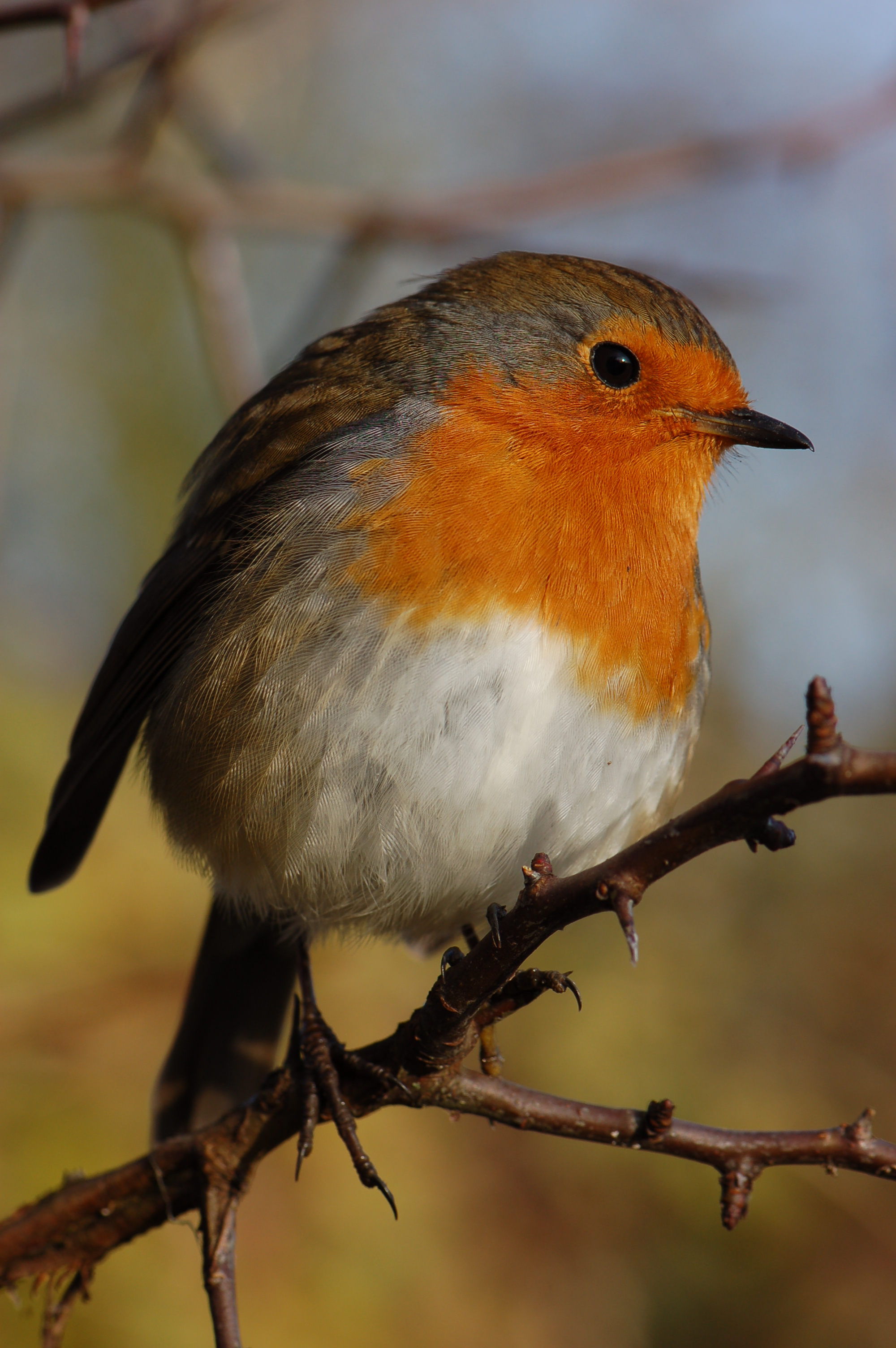 Famous Robins - Leighton Moss - Leighton Moss - The RSPB Community