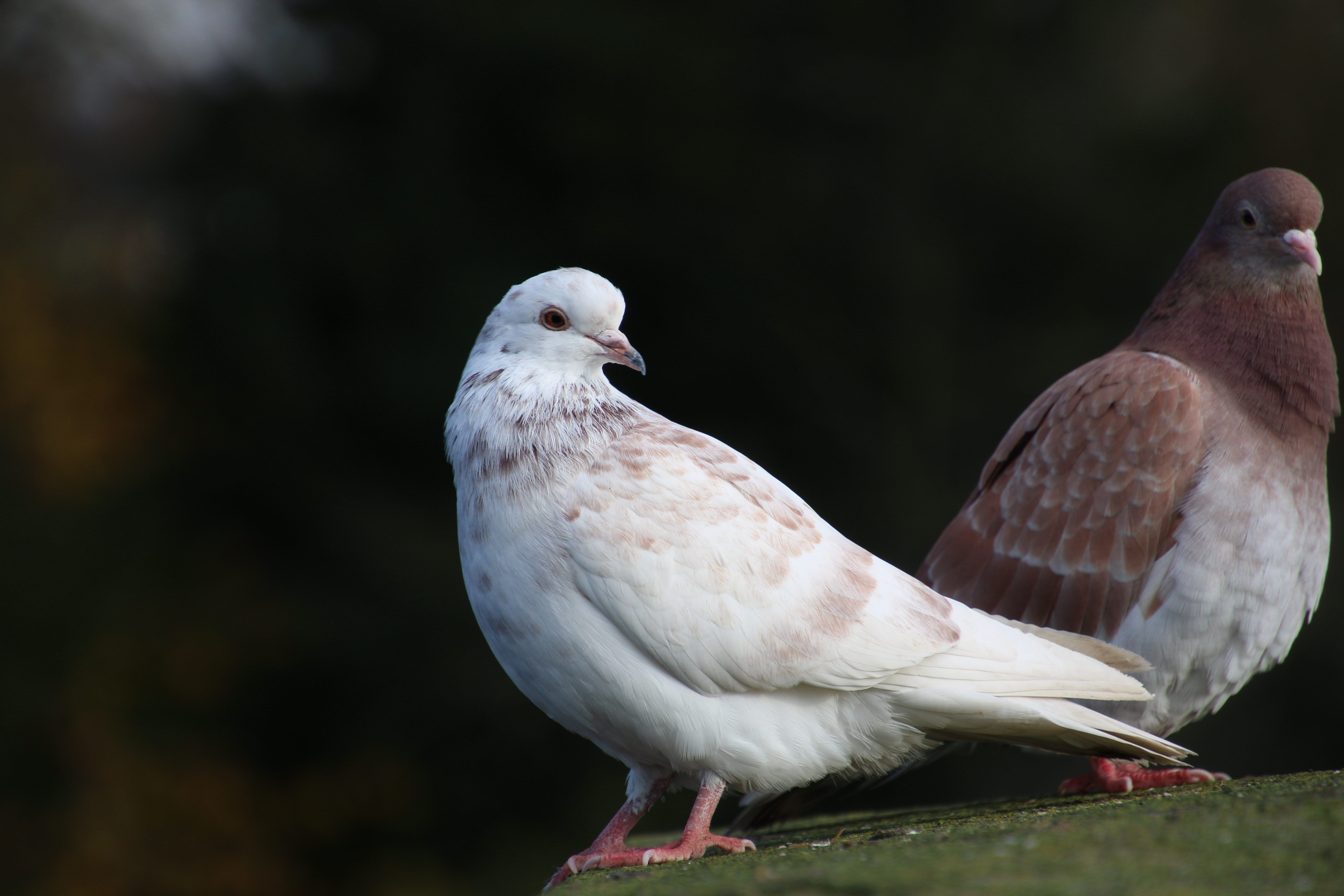 Dove or Pigeon - Identify this - Wildlife - The RSPB Community