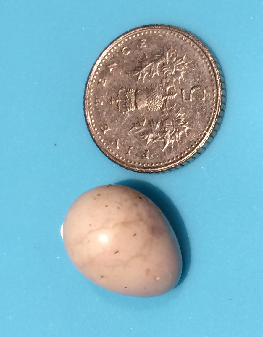 goldcrest eggs