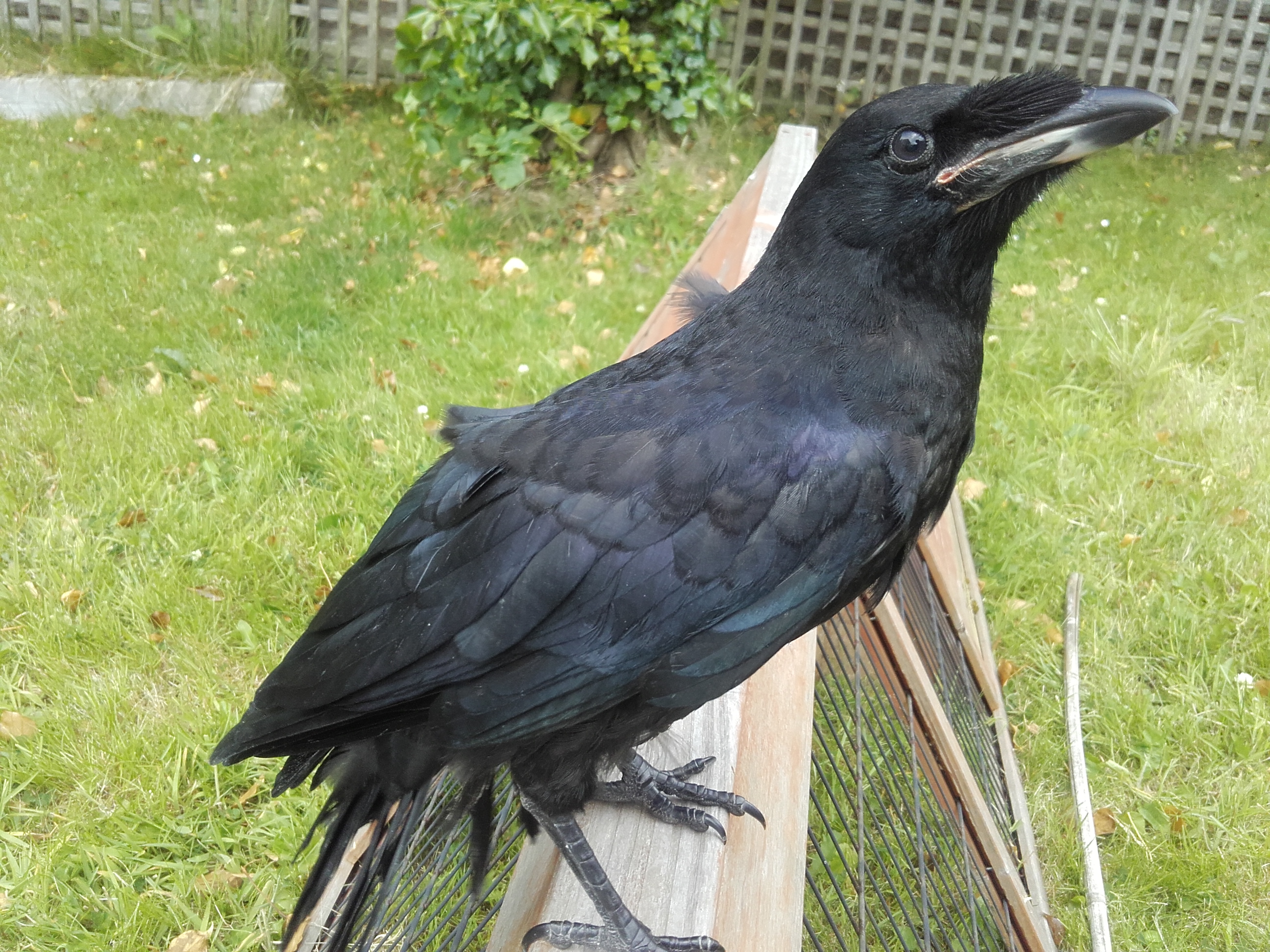 June ID tips: Juvenile Rook and Carrion Crow - BirdGuides