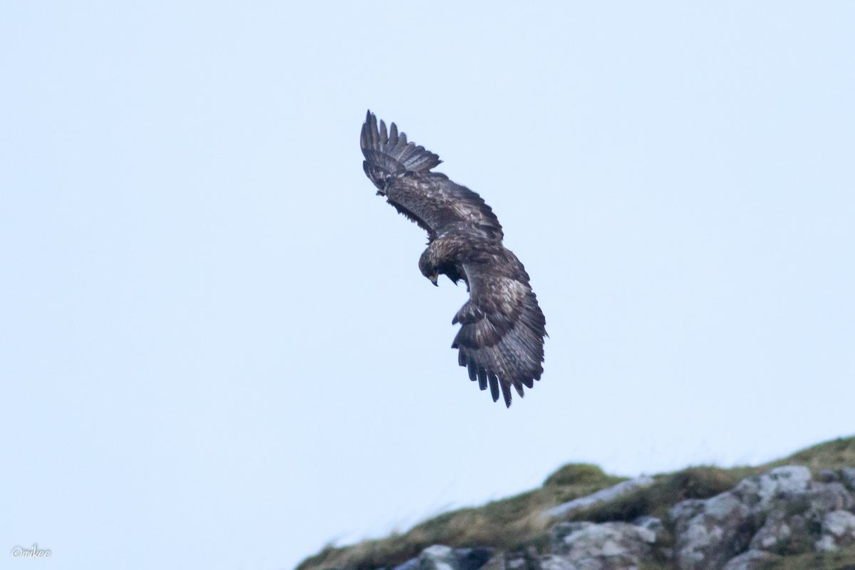 Buzzard Or Golden Eagle Identify This Wildlife The