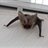 Sarum Bat