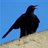 Chough