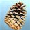 Pinecone