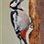 woodywoodpecker