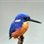 bev kingfisher