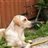 labradors24