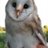 barnowl7