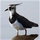 Lapwing