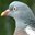 Woodpigeon