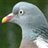 Woodpigeon