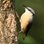 nuthatch