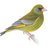 Greenfinch62