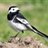 wagtail