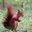 Red Squirrel