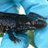 WartyNewt