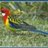 Eastern rosella