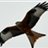 Red Kite