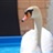 swan_love