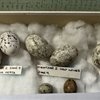 Serial egg collector avoids jail after thousands of wild birds’ eggs found at his home