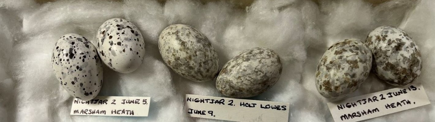 Serial egg collector avoids jail after thousands of wild birds’ eggs found at his home