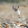 “Lifeline” is secured for Plovers in Peril on the Norfolk Coast