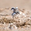 Plovers in Peril: These are the jewels on our shingle