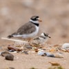 Plovers in Peril: That’s a wrap!