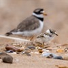 Volunteers needed to protect beach nesting birds in Norfolk