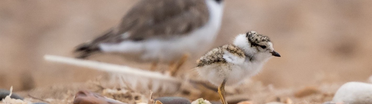 Volunteers needed to protect beach nesting birds in Norfolk