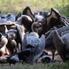 White-rumped Vultures feeding on the ground