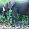 Camera trap view showing three elephants standing in forest